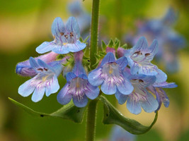 PWO Penstemon Angustifolius - Narrowleaf Beard Tongue seed - £2.48 GBP