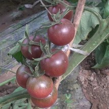 Garden Jewels: &#39;Purple Pearl&#39; Cherry Tomatoes, 5 Bags (100 Seeds / Bag) D - £16.20 GBP