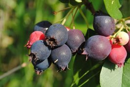 Amelanchier canadensis seeds bilberry Canadian serviceberry, chuckle-berry - €6,40 EUR+