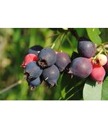 Amelanchier canadensis seeds bilberry Canadian serviceberry, chuckle-berry - $135.37 MXN+