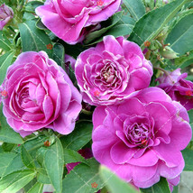 50 Camellia impatiens Seeds Purple Double Flowers - $4.50