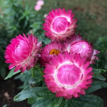 US Seller 100 Bright Rose Strawflower Flower Seeds Fast Shipping - $12.86