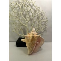 Gorgeous Beach Decor- Large Vintage Conch Seashell - $17.75