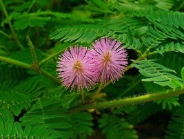 Sensitive Plant - Touch-me-not - Mimosa pudica - 10+ seeds - W 114 - £1.59 GBP