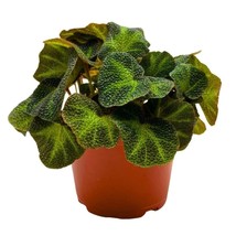 Begonia Soli Mutata Rhizomatous Rhizo in a 6 inch Green Fuzzy Leaves - $27.83