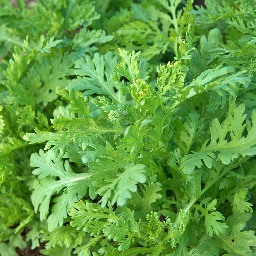 Chop Suey Greens Asian Greens Herb Fresh Gardening - $15.92