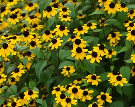 200+ Brown Eyed Susan Flower Seeds - $20.85