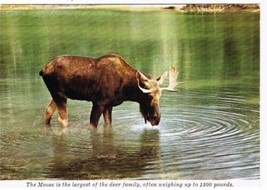 Canada Postcard Bull Moose Largest of Deer Family - £1.69 GBP