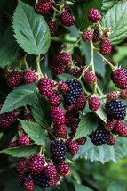 50 Blackberry Seeds Rubus Ursinus Thornless Bush Sweet Fruit Vine Gardening USA  - £7.64 GBP