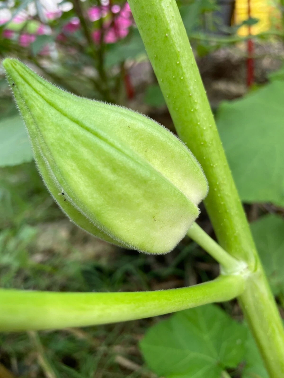 60+ Motherland Okra Seeds Heirloom Open Pollinated Early and Prolific - $7.61