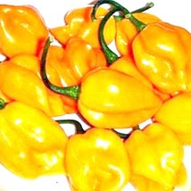 Yellow Caribbean Habanero Hot Pepper Seeds Vegetable Seeds Gardening Fresh USA S - £7.96 GBP