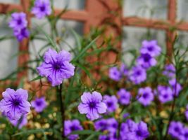 Mexican PETUNIA/RUELLIA Brittoniana Perennial Starter Live Plant 5 To 7 Inches T - $17.58