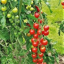 Tomato, Sweet Large Cherry Tomato Seeds, Heirloom, 200 Seeds, Tasty, Great for S - $5.99