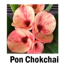 STARTER PLANT PON CHOKCHAI Crown Of Thorns-Euphorbia Milii CHRIST PLANT - £28.31 GBP