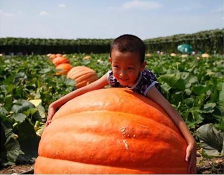 20 Seeds Super Large Pumpkin Item image 2