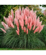 1 Live Plant - Pink Pampas Grass Starter Plant – Ornamental Beauty - $24.99