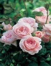 &#39;Queen of Sweden&#39; Pink Rose Shrub Flower 50 Seeds, Light Fragrant Garden Flowers - £8.56 GBP