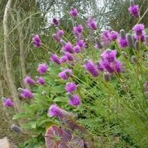 500 Pcs Purple Prairie Clover Flower Seeds #MNSS - £11.71 GBP