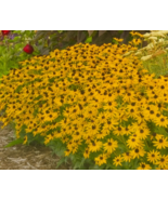 200 Little Goldstar Rudbeckia Seeds, Black-Eyed Susan, Vibrant Pollinator - $12.99