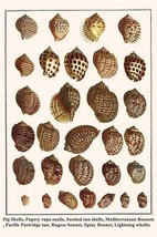 Fig Shells, Papery rapa snails, Sootted tun shells, Mediterranean Bonnet... - £17.57 GBP+