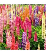 25 Rainbow Mix Lupine Seeds Flower Perennial Seed Bloom Flowers US SELLER - £9.49 GBP