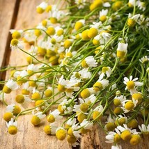 US Seller 500 Seeds Chamomile German Herb Groundcover Medicinal Tea Fragrant - £7.99 GBP