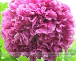 Purple Chinese Peony Flower Seeds 5 Seeds - $8.50