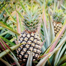 FROM US Tropical Fruit Live Plant Ananas comosus (Pinapple) TP15 - £37.38 GBP