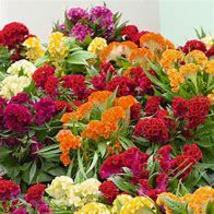 FA Store 500 Seeds Celosia Cristata Mixed Cockscomb Dried Flowers Cutflowers - $4.99