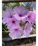 Bush Morning Glory live plant Ipomoea Carnea Fistulosa 15” Tall In A 3” Pot - £13.93 GBP