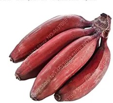 100Pcs Dwarf Banana Tree Seeds Red Skin Fresh Seeds Fast Shipping - $12.72