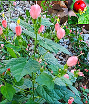 SMX 7 Pink Turk&#39;S Cap Seeds Sleeping Hibiscus Organic 10 Harvest Indoor ... - $11.15