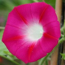 Fresh Crimson Rambler Morning Glory Seeds Ipomoea Purpurea Flower Seeds 500 Seed - $18.88