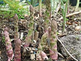 Asparagus SEED,50 Seeds, Precoce D&#39;argenteu, Heirloom, Non Gmo, Organic - £2.31 GBP