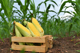 US Seller 50 Yellow Jubilee Corn Sweet Corn Zea Mays Vegetable Seeds - $12.60