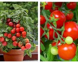50 Seeds Indoor Bajaja Red Dwarf Tomato Garden - £27.44 GBP