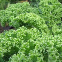 Kale Dwarf Blue Curled Seeds 500+ Vegetable Non-Gmo From US - £6.56 GBP