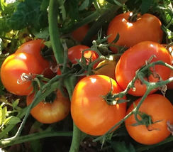 50 Seeds Earl Of Edgecombe Tomato Vegetable Garden - $9.82