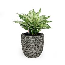 Catleza 10.6&quot; Self-Watering Wicker Planter - Garden Decoration Pot - Gray - Roun - £22.85 GBP