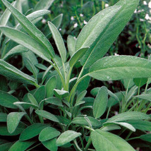 Broadleaf Sage 25 - 750 Seeds Potpourri Aroma Herbs Salvia Officinalis Bulk - $1.91+