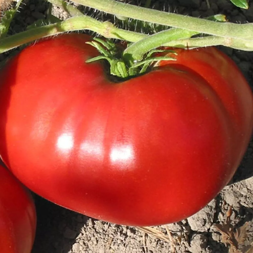 Delicious Tomato Seeds Heirloom Organic - £2.79 GBP