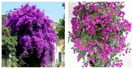 Live Bougainvillea Well Rooted VERA PINK starter/plug plant Gardening - $49.99