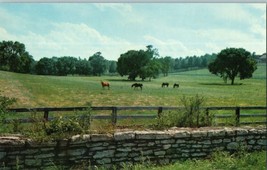 Thoroughbred Horses on a Horse farm in the Blue Grass country Kentucky Postcard - £3.48 GBP
