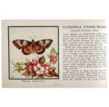 Ultronia Under Wing Moth 1934 Butterflies Of America Antique Insect Art ... - £15.72 GBP