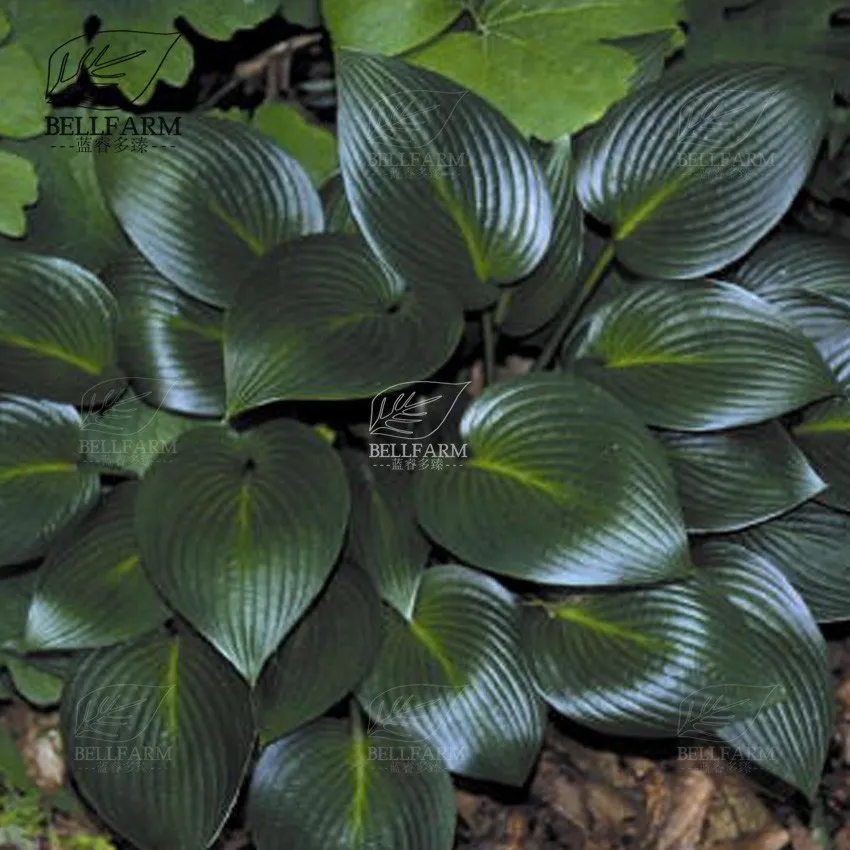 100 pcs/bag hosta plants, hosta seeds, bonsai flower seeds DIY  - £9.38 GBP