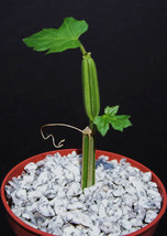 Cissus adeyana, exotic shape rare succulent fig cactus plant vine climber 4&quot; pot - £11.98 GBP