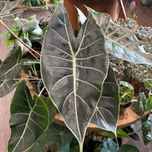 PLGE Ficus Elastica Tineke Ruby, Ficus pink Belize live houseplant in 4&quot;... - $22.00