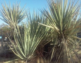 HS Banana Yucca Seeds (Yucca Baccata) -20Seeds- - £9.26 GBP