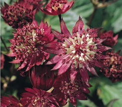 Astrantia Major-hybrida &#39;Ruby Cloud&#39; Hattie&#39;s Pincushion Flower Seeds - £7.67 GBP