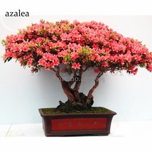 New Fresh Rose Pink Bonsai Azaleas Rhododendron 50 Seeds Beautiful And Attractin - £10.90 GBP